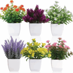 6 Mini Plantas en Maceta